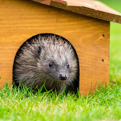 hedgehog in hedgehog house  thumbnail