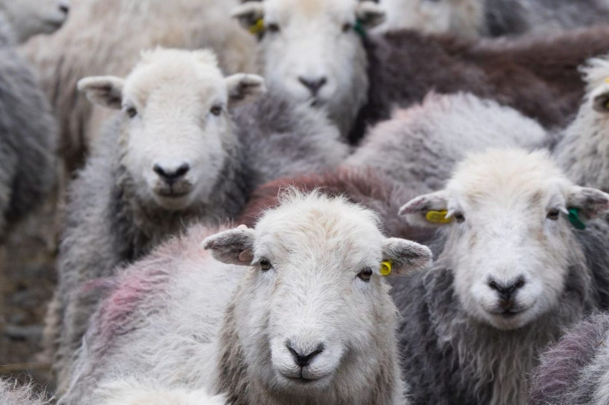 Herdwick sheep