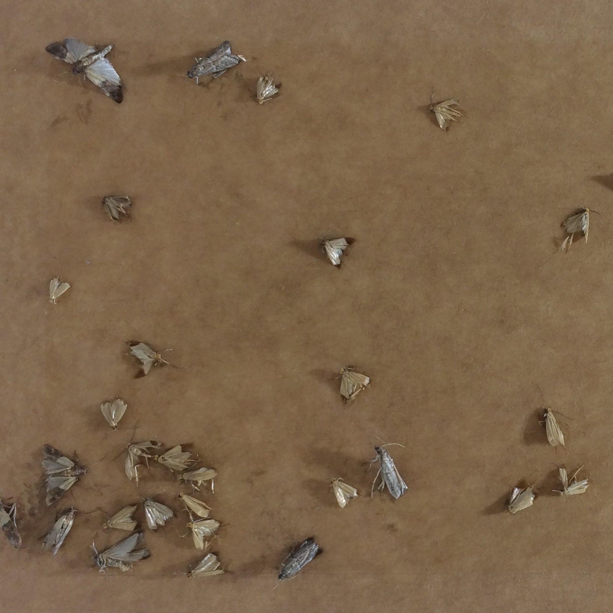 a collection of clothes moths stuck to a sticky pheromone trap