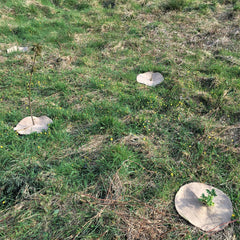 tree spats in field thumbnail